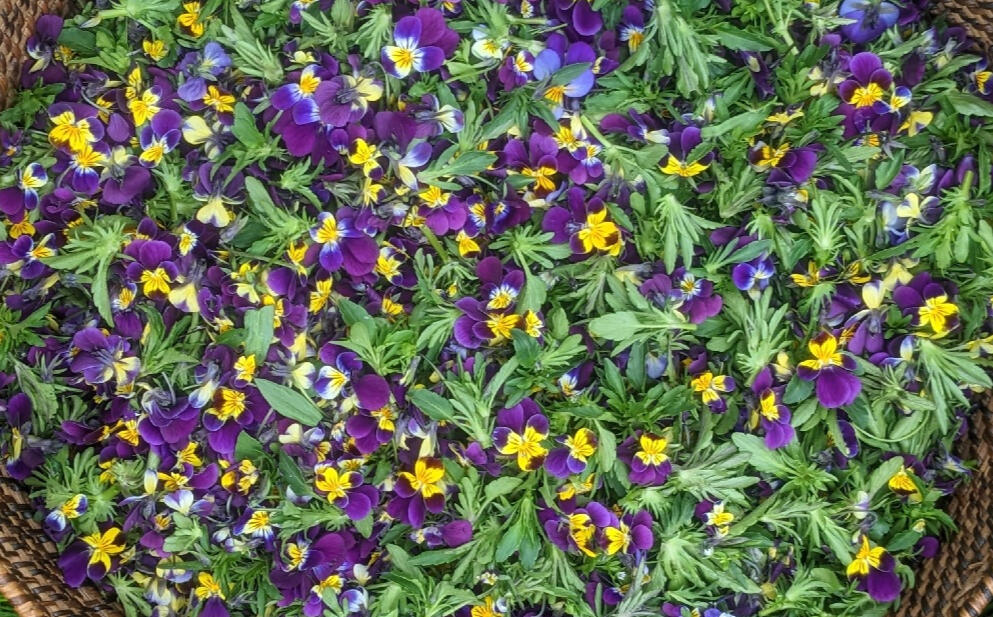 fresh picked violets